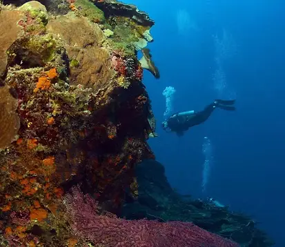 Tombant et récif Chapel à Apo Island